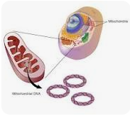 PCR Based Mitochondrial DNA (mtDNA) Testing &lt;100 Samples